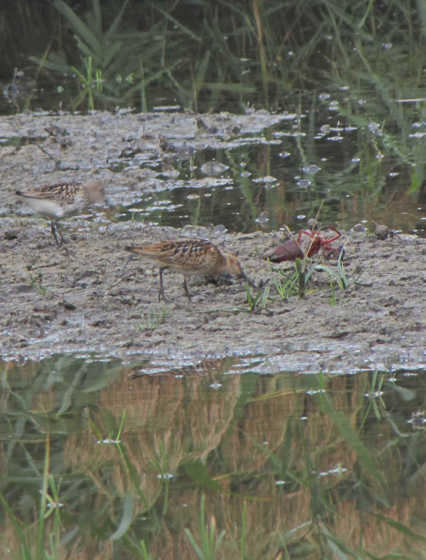 Piovanello pancianera  (Calidris alpina)